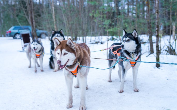 Езда на собачьих упряжках